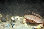 photo of crab