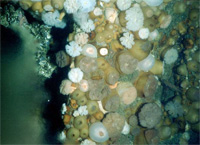 image of sea floor