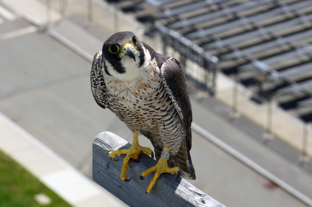 MWRA- Falcon at Deer Island, June 2014