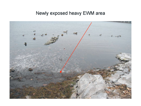 MWRA - heavey area of Eurasian watermilfoil at Chestnut Hill Reservoir
