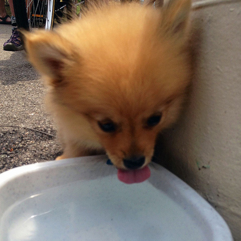 a cute dog drinking mwra water at Circle the City, Jamaica Plain, MA 02130