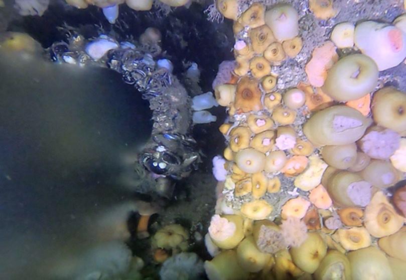 Blue mussels and sea anemones growing on an active outfall diffuser